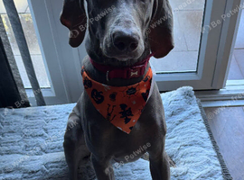 7 month 2 weeks old male Weimaraner