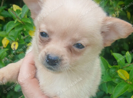 Pomchi