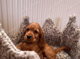 Stunning show cocker spaniel puppies