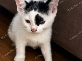 Beautiful Kittens Looking for Loving Homes