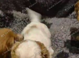 Beautiful Cavapoo Puppies Looking for Loving Homes