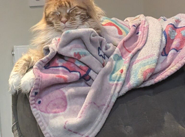 Female maincoon