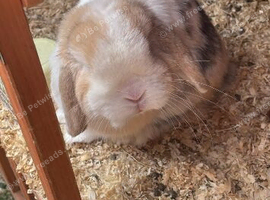 Netherland dwarfs and only looks available