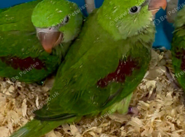 Hand Reared Tame Talking. Baby Alexandrian Parrots.