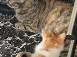 Male kitten