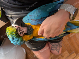 Extremely tame blue and gold macaw