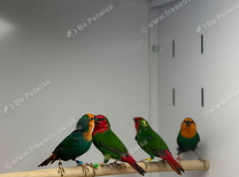Finches