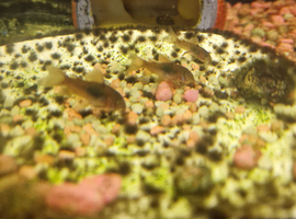 Bronze Corydoras for sale