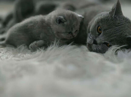 BSH kittens forever loving family