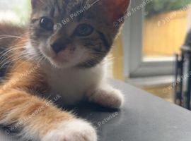 One girl one boy 10 week old kittens.