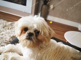 Micro shih tzu