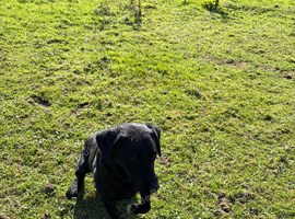 Labrador