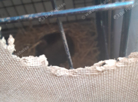 2 male guinea pigs brothers