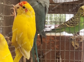 This years baby ringnecks