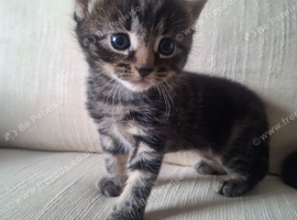 Beautiful black tabby