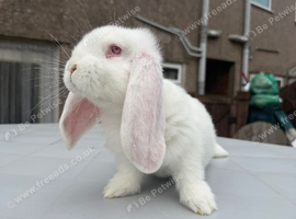 Giant French lops
