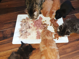 Gorgeous litter of kittens
