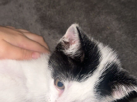 Male kitten
