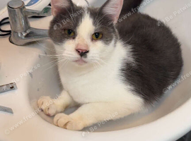 URGENT &mdash; LOVING HOMES NEEDED FOR 5 CATS
