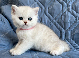 Silver pedigree British shorthair kittens