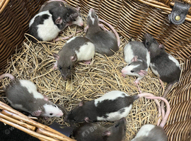 Beautiful Dumbo x Rex rats