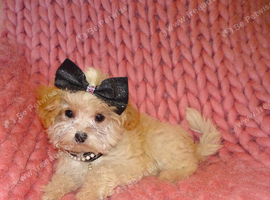 *XXS Gorgeous F1 Maltese X Tiny Toy Poodle F1 Apricot Maltipoo Puppy 5 Months Old*