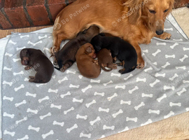 Stunning litter of long haired