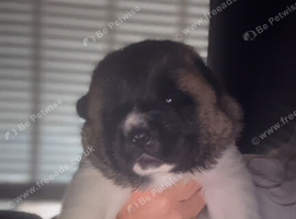 american akita pups
