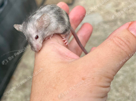 Baby fancy mice