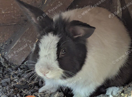 Bunny for sale