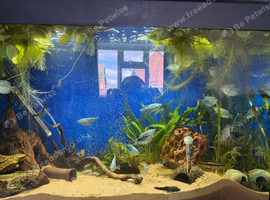 12x Opaline Gouramis (6-8cm) , breeding group