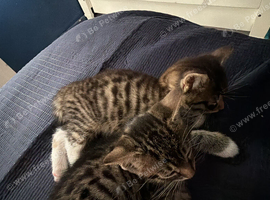 Female Bengal x bombay