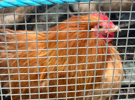 Peking chickens