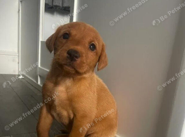 fox red labrador retriever ready now