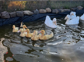 Fertile ducks eggs apple yard/aylesbury