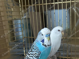 Budgies