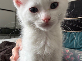 1 Beautiful little boy left