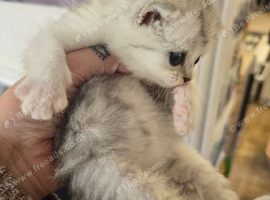 Persian x cross kittens 3 boys 1 girl left