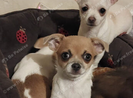Pedigree Russian bloodline chihuahua