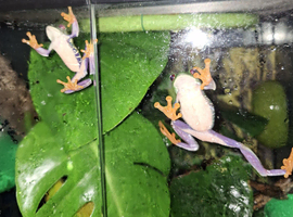 6 Adult Red Eyed Tree Frogs