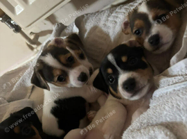 Jack Russell x jack chi puppies