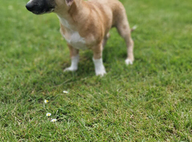 Lurcher x