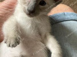 Beautiful GCCF registered Siamese babies