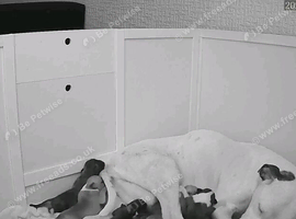 Beautiful staffy
