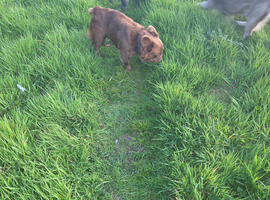 Chocolate fluffy french bulldog for sale