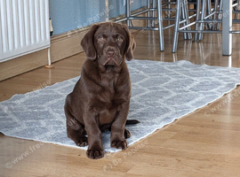 Chocolate Labrador