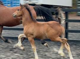 Welsh Cob Colt Foal