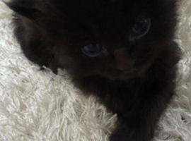 Adorable British Longhair Kitten &ndash; 4 Weeks Old &ndash; Stanmore