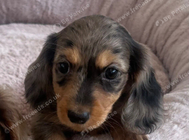 Mini Long hair Dachshund puppies