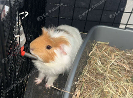 Friendly guinea pig